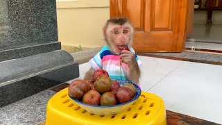 Monkey Puka enjoys delicious plums in early summer