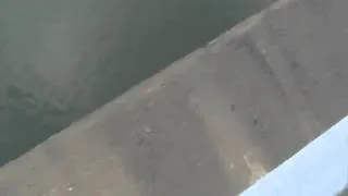 Bridge jumping dog