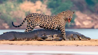 Даже Крокодилы становятся жертвами этого Охотника! Ягуар - мускулистый убийца Южной Америки!