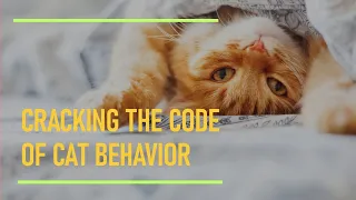 Feline Frenzy: Unraveling the Mystery of Cat Behavior