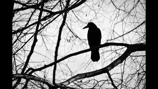 Krakanie wrony - Dźwięk wrony - Odgłosy wron - Crows cracking