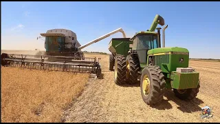Harvesting Yellow Field Peas in Western Nebraska