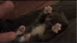 Kitten Surprise HQ Cutest Kitten Video