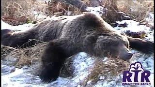 Karluk Lake - Kodiak Brown Bear & Deer Hunting