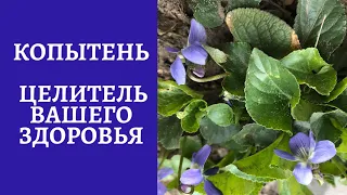 Копытень ( Фиалка садовая)Лучшее средство !!!Ревматизм Суставы Бронхи Головная боль