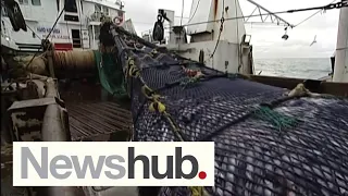 Protecting 'big blue backyard': Govt proposes to ban bottom-trawling from Hauraki Gulf | Newshub