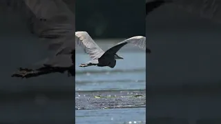Great Blue Heron Flying By