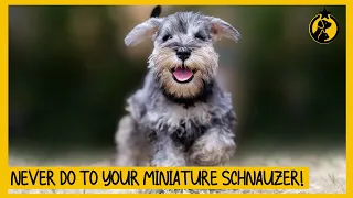 5 Things You Must Never Do to Your Miniature Schnauzer