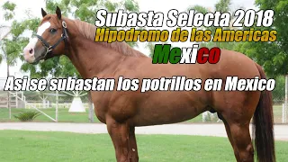 Subasta Selecta 2018 | lote 41 a 52 | Hipódromo de las américas