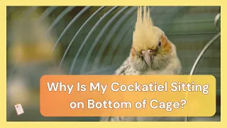 Why Is My Cockatiel Sitting on Bottom of Cage | Dr Cockatiel