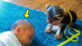 5-Months-Old Baby Was Sleeping. What Family Dog Did Next Is Unbelievable!