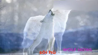 Tiếng kêu và hình ảnh con chó sói hú - Wolf howl sound and picture - Sound and picture of wolf howl.
