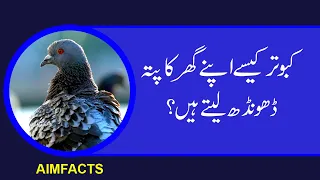 How Do Homing Pigeons Get Home? | Urdu/Hindi
