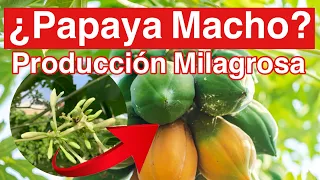 Cómo Hacer Producir a una Planta “Macho” de Papayas
