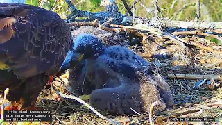 Little Miami Conservancy Bald Eagle 28.04.2024 08:37