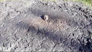 He got stuck in quicksand and this happens…