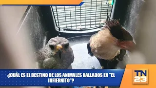 ¿Cuál es el destino de los animales hallados en "El Infiernito"?