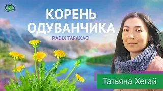 Корень одуванчика. Травяная аптека. Татьяна Хегай