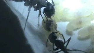 camponotus ligniperda pupa hatching part 1 of 2