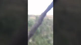 Man shoots a mountain lion