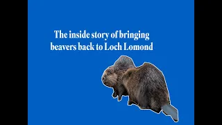 BEAVERS AT LOCH LOMOND - the inside story of bringing beavers back