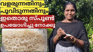 യീസ്റ്റ് ഉപയോഗിച്ചുള്ള ജൈവ വളം | Yeast fertilizer | Malayalam