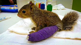 After Discovering a Wounded Baby Squirrel, He Vowed Not to Let It Face Death Alone