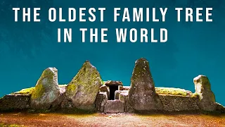 This is the Oldest Family Tree in the World
