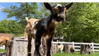 goat brothers Moxie & Moose