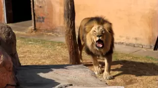 Lions Roar - Please turn up the volume for this video!!