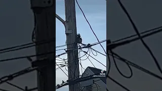 Stuck or electrocuted Squirrel on the light pole crying.