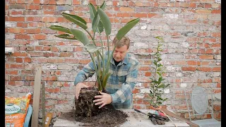 Dividing a Bird of Paradise plant