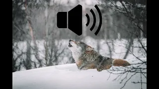 Wolf howl sound effect