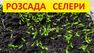 Посів розсади селери в домашніх умовах. Все дуже просто