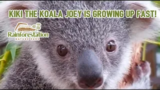 Kiki the Koala Joey is growing up very fast! | Koala Update | Rainforestation