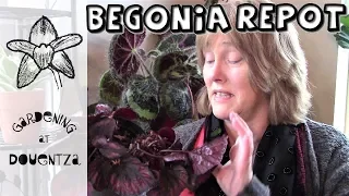 Repotting Indoor Begonias