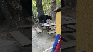 Black bear interrupts family BBQ