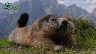 Hunting Marmots in Alps - Jagd auf Murmeltiere