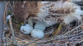 Big Red Reveals Different Patterns On Three Red-tailed Hawk Eggs | April 5, 2023