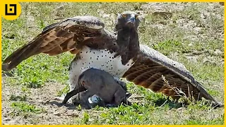 15 Powerful Eagles Stabbing And Killing Their Prey On Camera