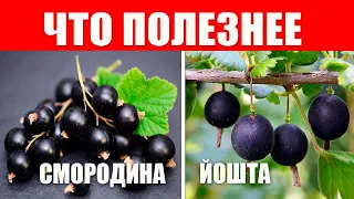 99% людей не знает насколько полезная йошта, а зря