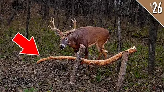 TED MILLER Hunts a HUGE BUCK! (Hunting a Horizontal Rub)