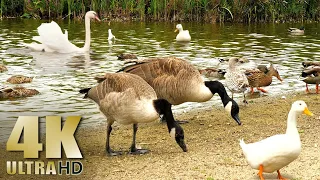 Nature Relaxation - Feeding Ducks Geese Swans on a Lake - All Natural Sound - 4K