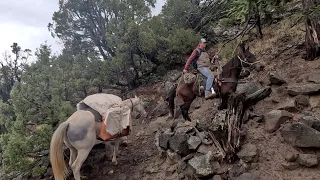 Horseback Elk Hunt- Colorado 2023 HD 1080p