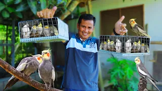 Releasing 4 Pairs of beautiful Cockatiel Birds! African Lovebirds & Parakeets Colony breeding set-up