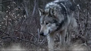 Любэ - Волк