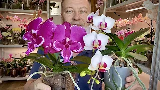 орхидеи в ЭТОМ живут годами и САМАЯ ДОРОГАЯ ПЕРЕСАДКА орхидей