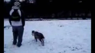 Dogs Playing in the snow 09.3gp