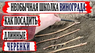 🍇 Необычная школка винограда. Весенняя посадка длинных черенков. Простой и доступный способ.