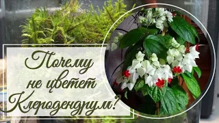 Почему не цветет клеродендрум?